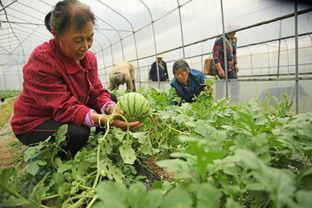 桂东县吃瓜,探寻地方特色美食，共享吃瓜乐趣