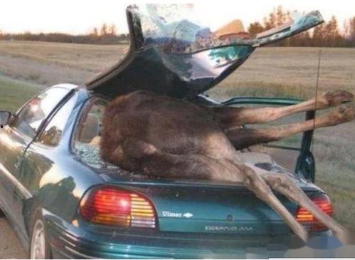 奇葩车祸带你吃瓜,吃瓜群众围观吃瓜