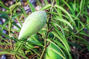 韩城黄河滩吃瓜,韩城夏日美食之旅