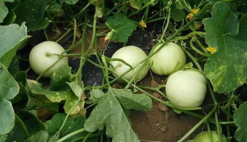 吃瓜东北香瓜,夏日里的甜蜜诱惑