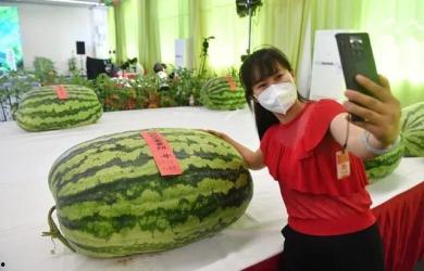 上海吃瓜群众,揭秘都市生活百态