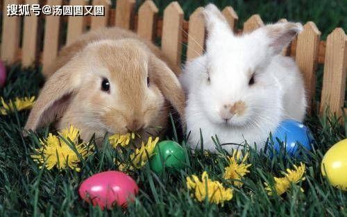 兔子1104吃瓜视频,揭秘吃瓜视频背后的趣味与热度