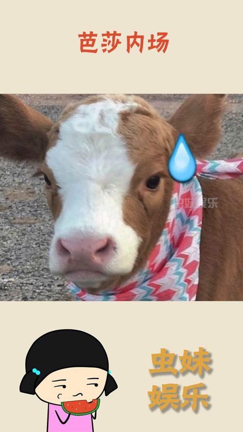 抖音群吃瓜部落,揭秘网络社交圈的趣味与争议