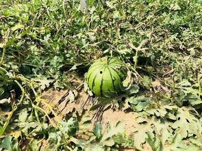 吃瓜不知种瓜累,种瓜人的不易与付出