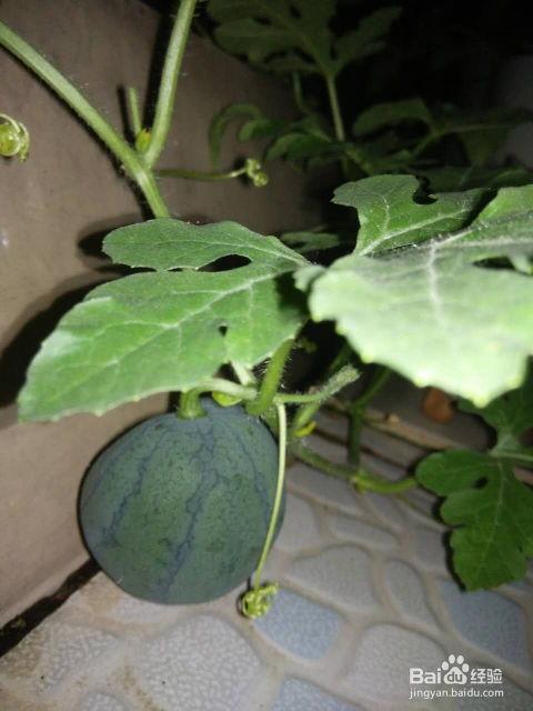 只吃籽的瓜有啥瓜好吃,揭秘只吃籽的瓜类美食