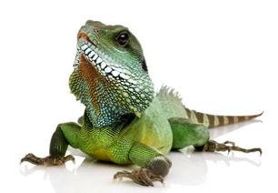 印度蜥蜴吃瓜视频